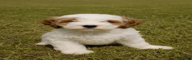 Buster 