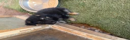 German Shepherd dogs for sale: German Shepherd 4 - Ad 1