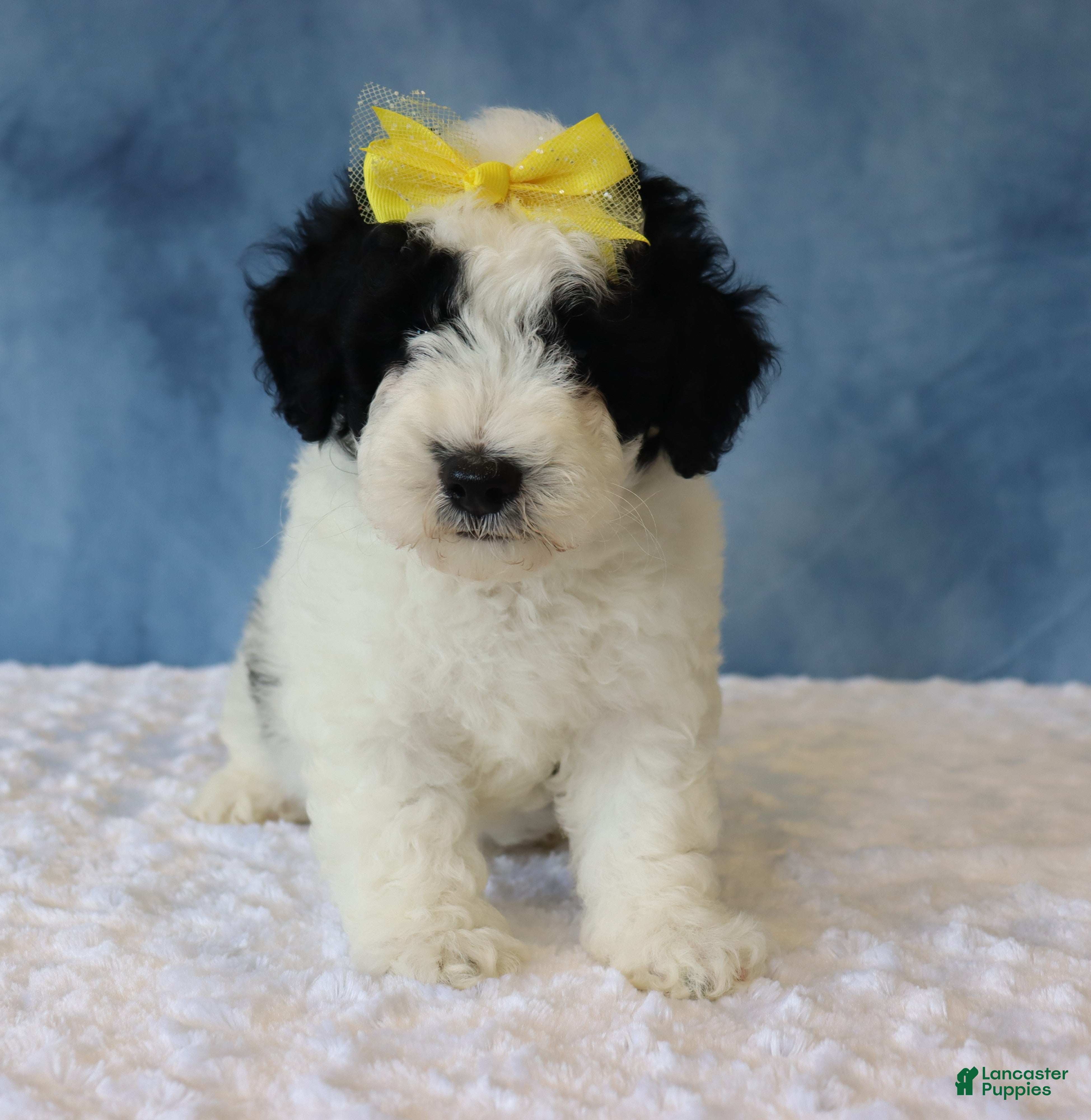 Mixed Breed dogs Charlie - Ad 2