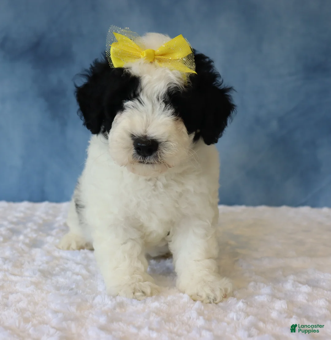 Mixed Breed dogs for sale: Charlie - Ad 2