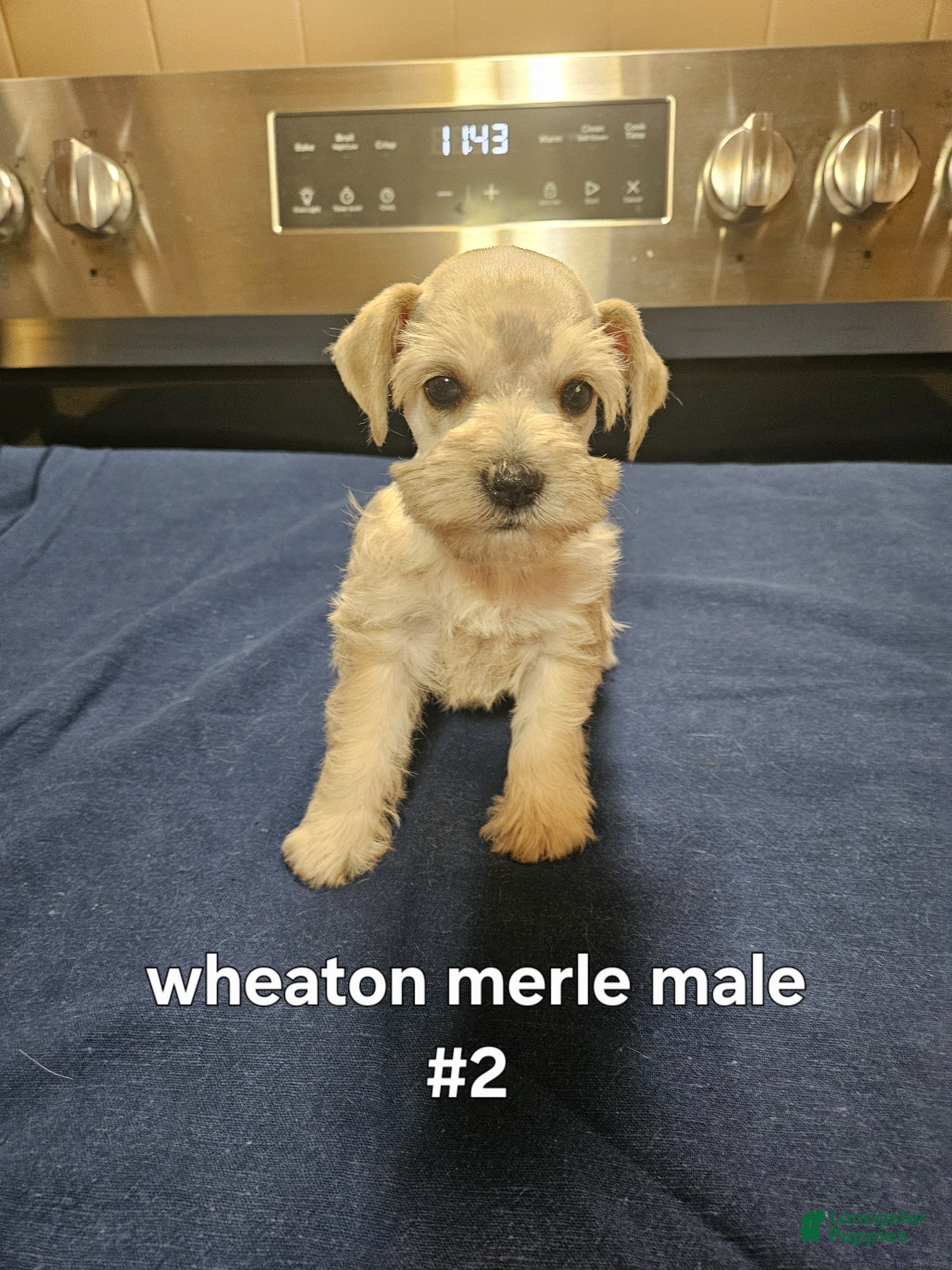 Miniature Schnauzer dogs for sale: Wheaton male #2 2 hazel eyes  - Ad 1