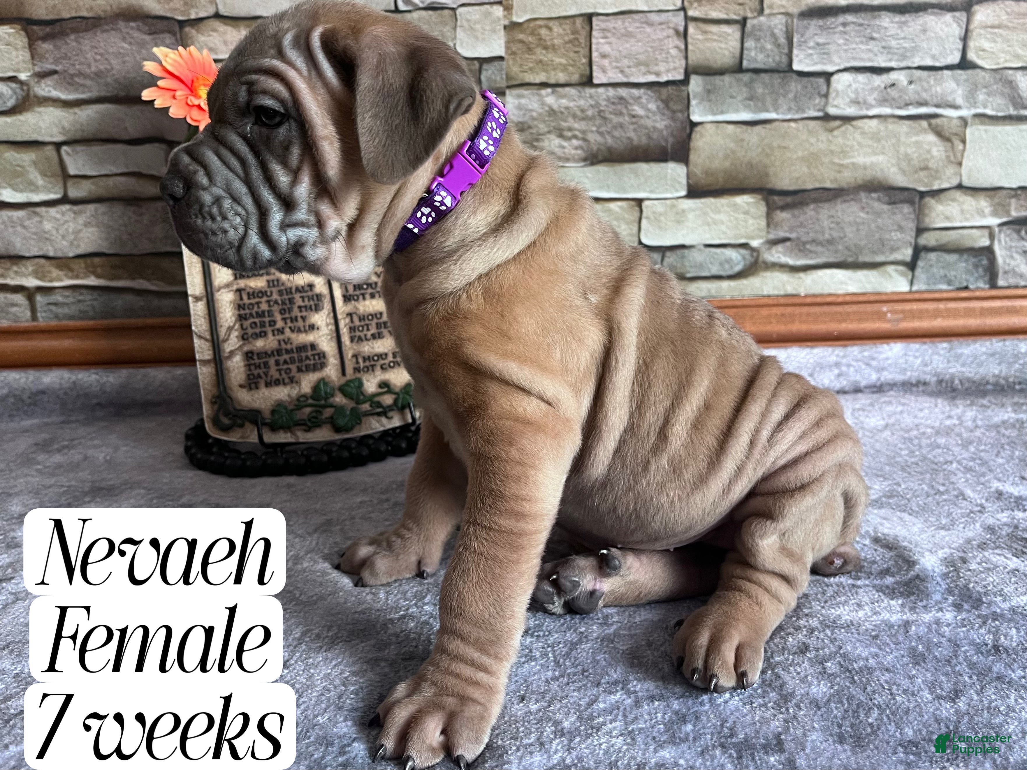 Cane Corso dogs Nevaeh - Ad 2