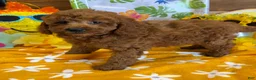 Labradoodle dogs for sale: Piper - Ad 1