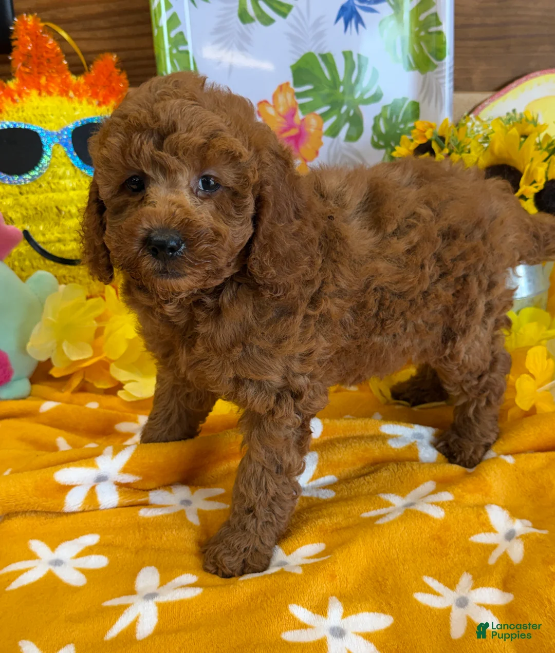 Labradoodle dogs for sale: Piper - Ad 1