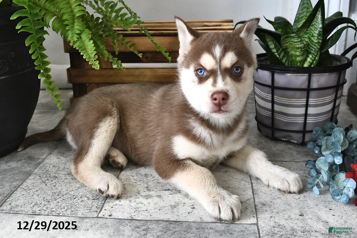 Siberian Husky dogs Sky - Ad 2
