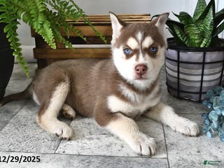 Siberian Husky dogs Sky - Ad 21