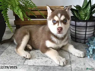 Siberian Husky dogs Sky - Ad 15