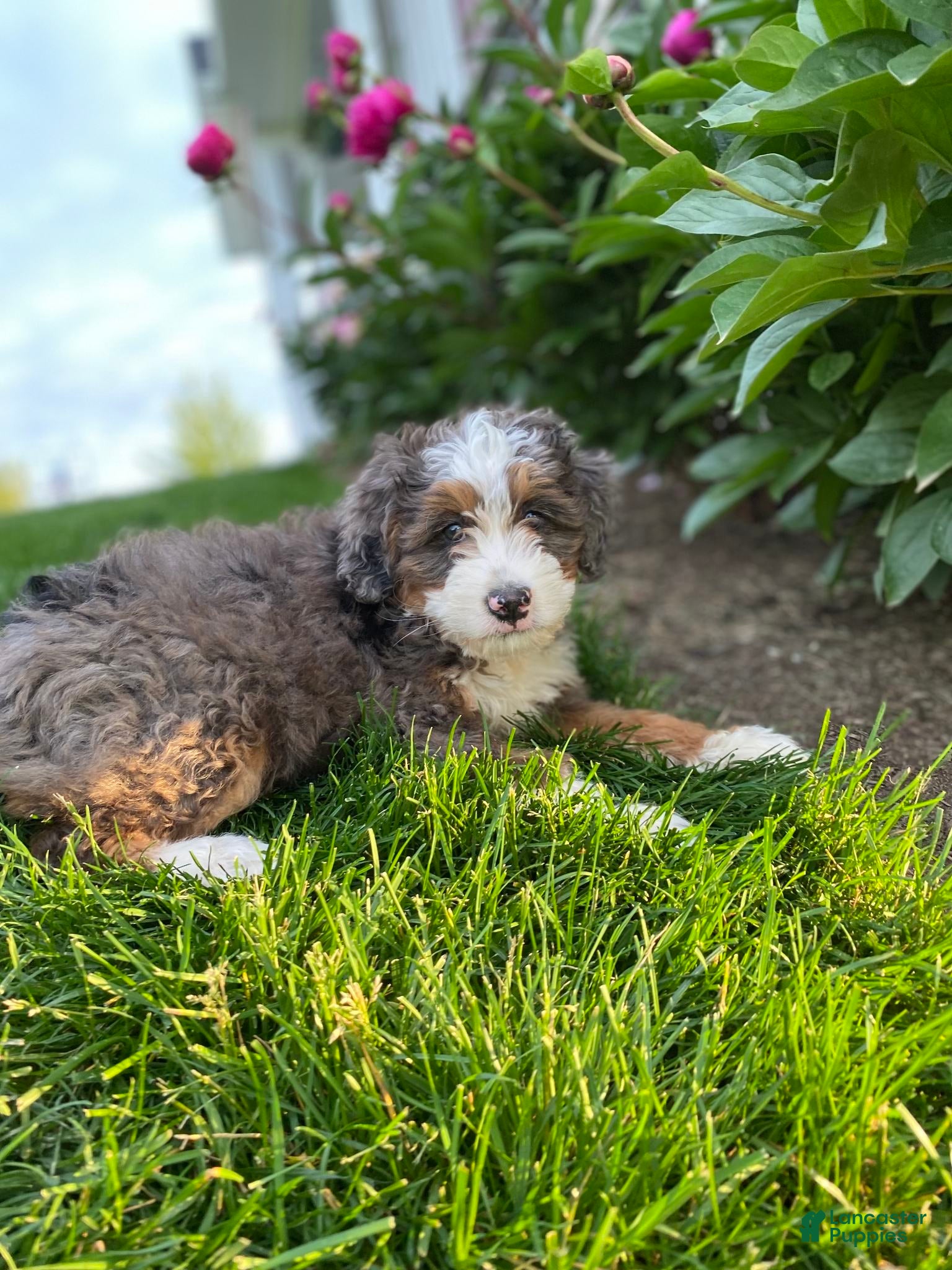Mini Bernedoodle dogs for sale: Oliver - Ad 2