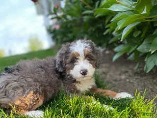 Mini Bernedoodle dogs for sale: Oliver - Ad 2
