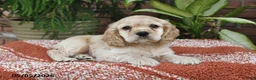 Cocker Spaniel dogs for sale: Milo - Ad 2