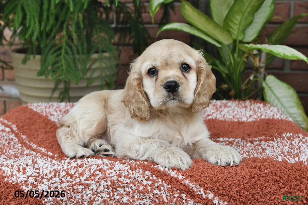 Cocker Spaniel dogs for sale: Milo - Ad 2