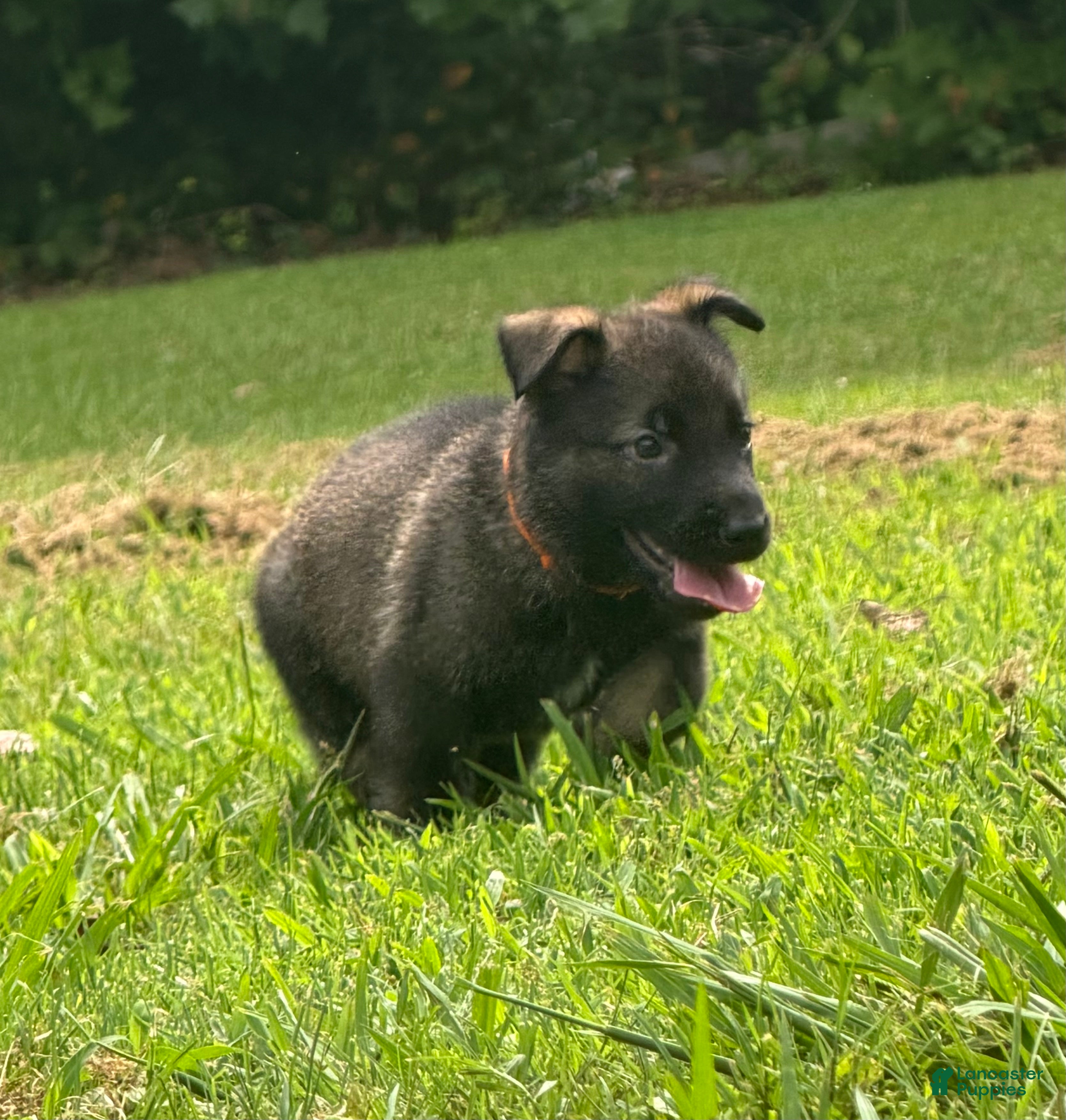 German Shepherd dogs German Shepherd Orange Collar - Ad 2