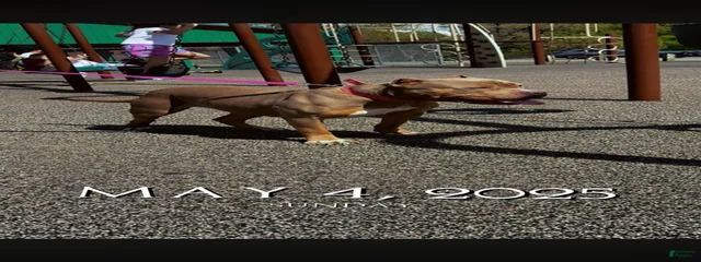 Nyla 