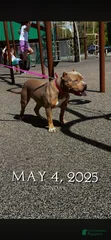 Nyla