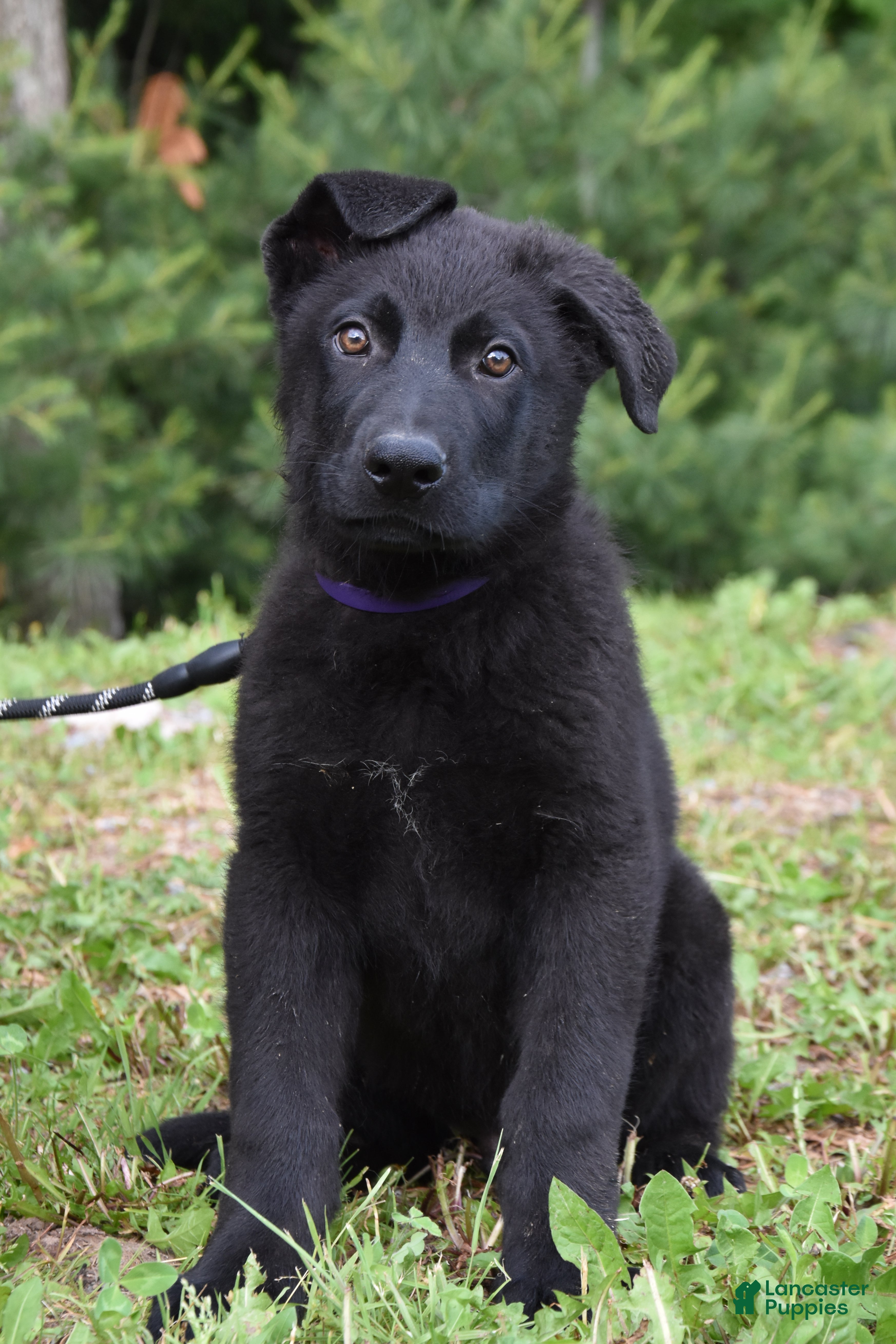 German Shepherd dogs Royal - Ad 1