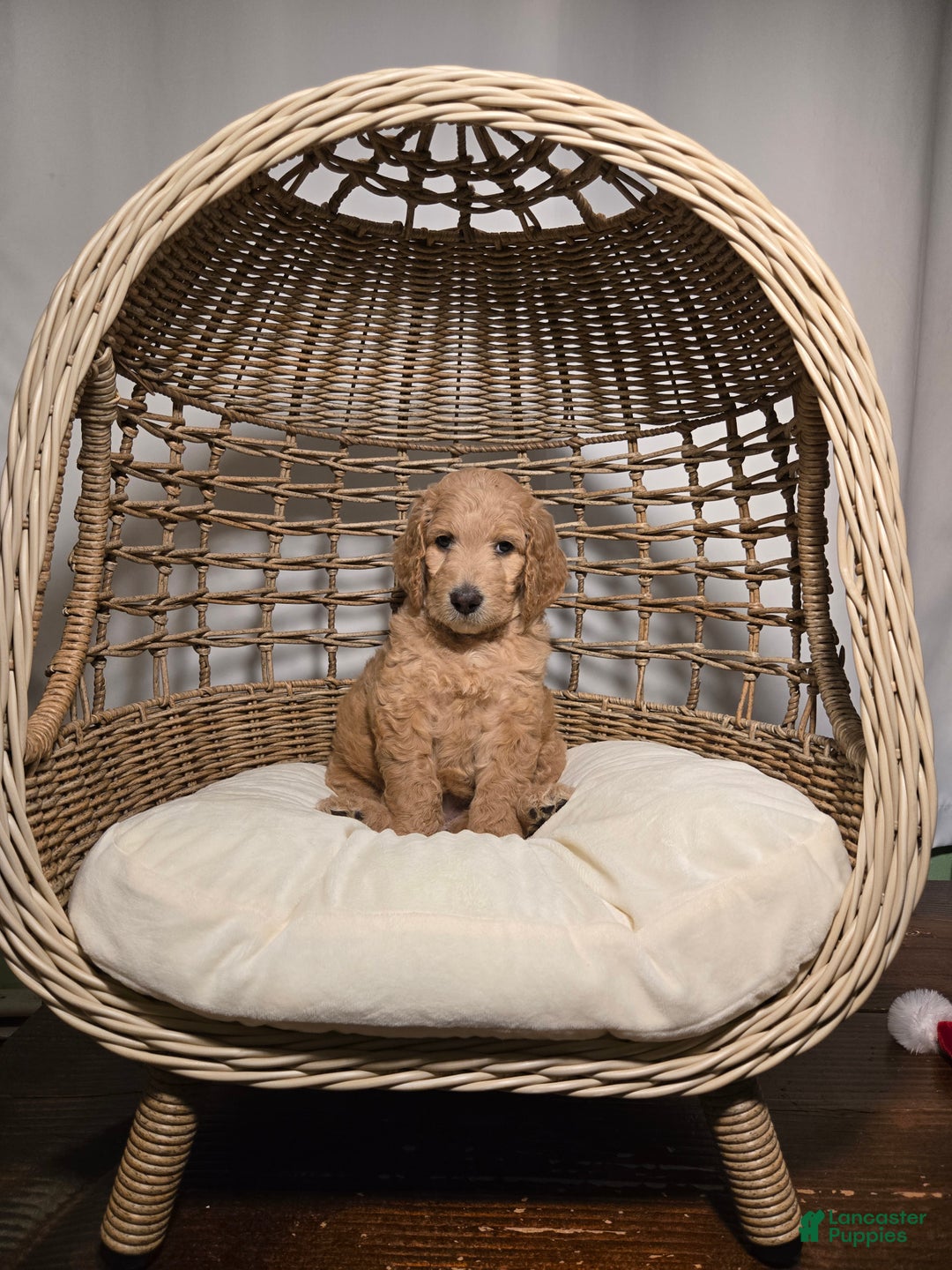 Goldendoodle dogs for sale: Mochi - Ad 2