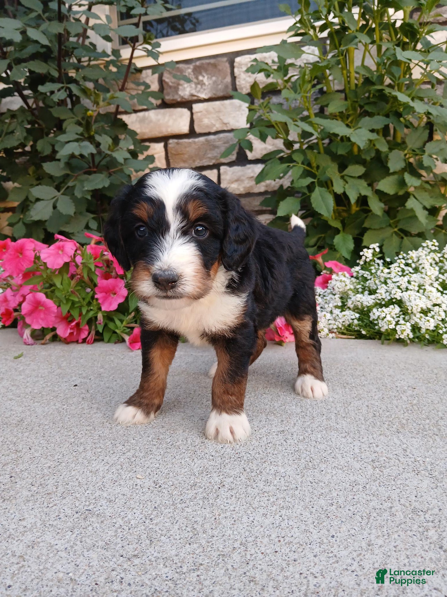 Bernedoodle dogs Lindy - Ad 1