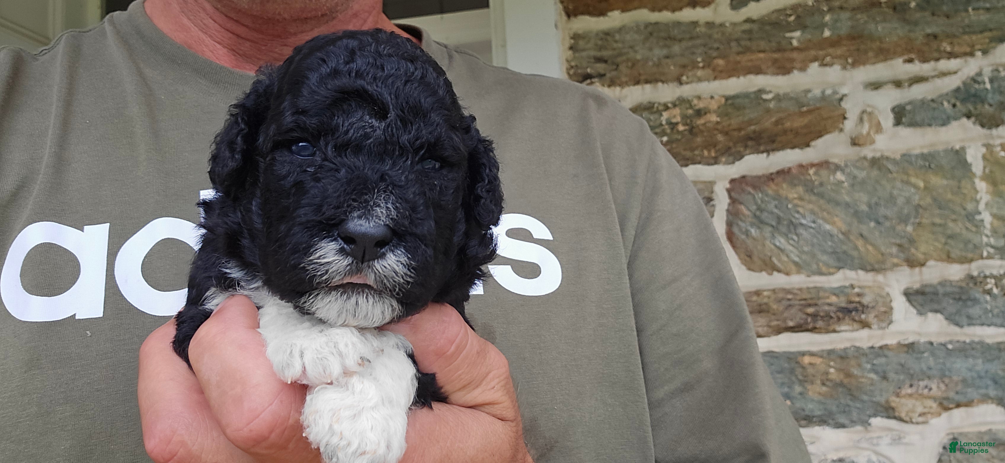 Portuguese Water Dog dogs David - Ad 2