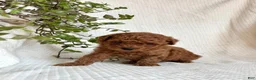 Mini Goldendoodle dogs for sale: Mini Goldendoodle 1 - Ad 4