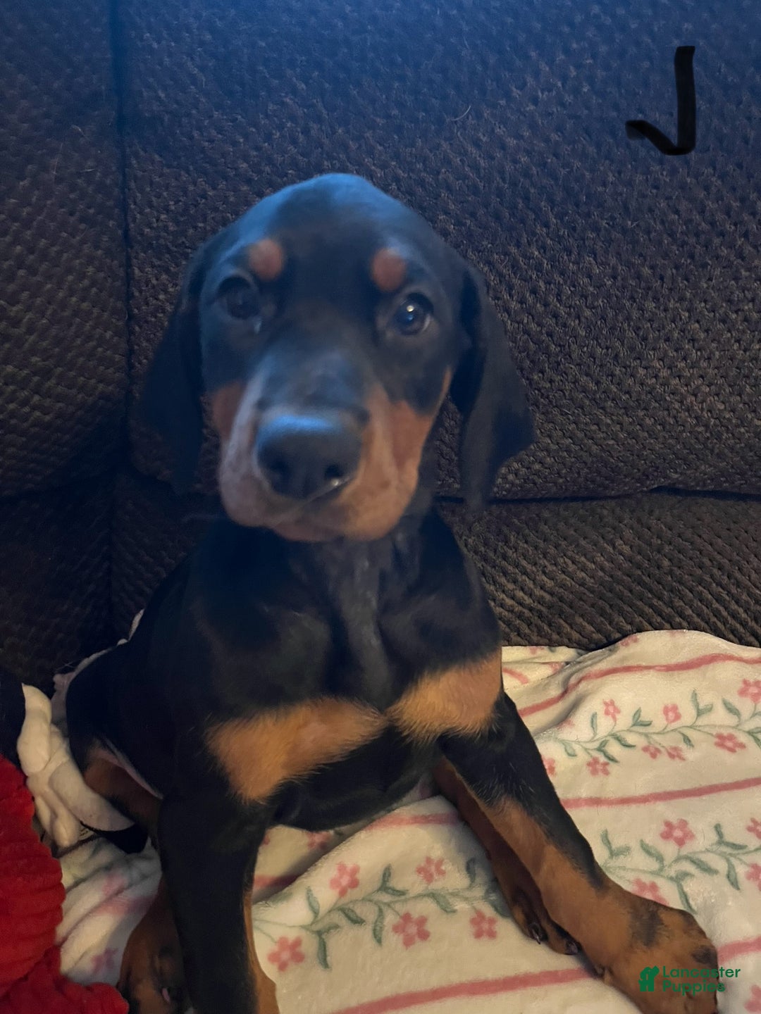 Doberman Pinscher dogs for sale: Journey - Ad 10