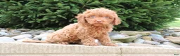 Cavapoo dogs for sale: Rosie - Ad 4