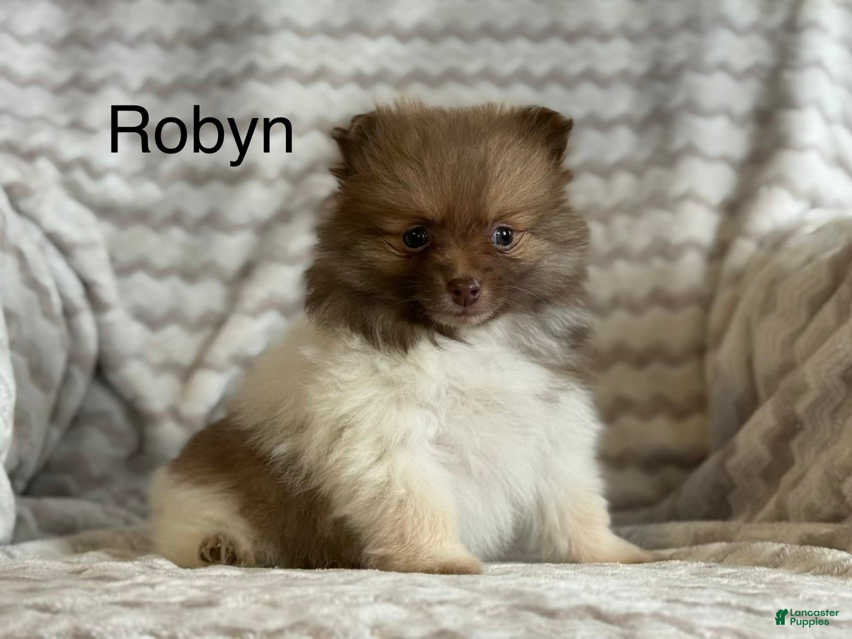 Pomeranian dogs Robyn - Ad 1