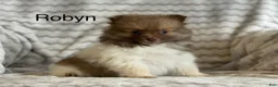 Pomeranian dogs for sale: Robyn - Ad 1