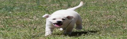 Labrador Retriever dogs for sale: Kyla - Ad 6