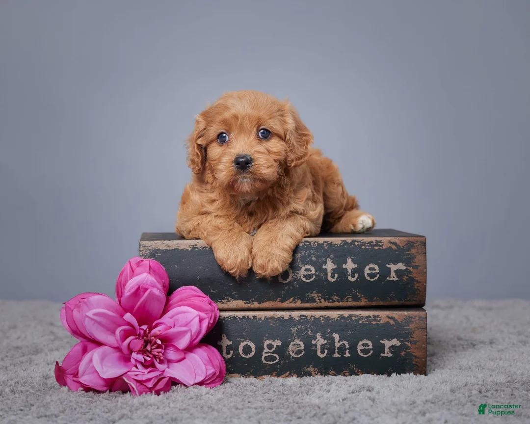 Gallery Image {{count}}