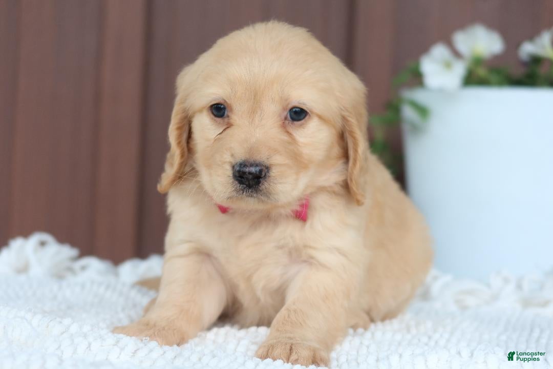 Miniature Golden Retriever dogs Miniature Golden Retriever Puppy 1 - Ad 1