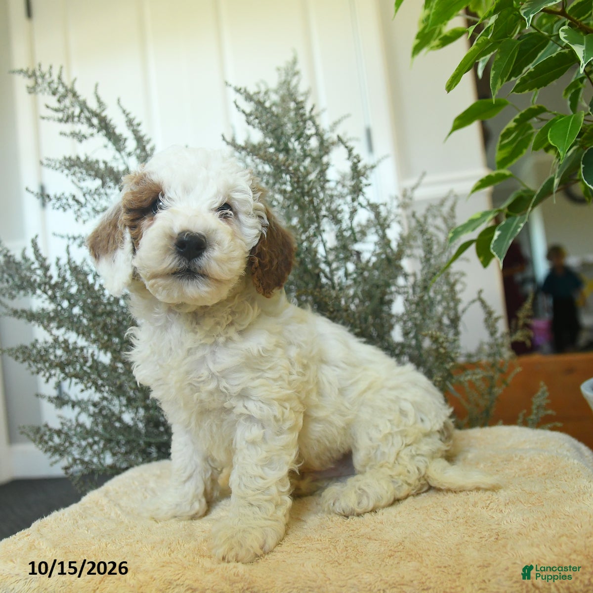 Miniature Poodle dogs Max - Ad 1