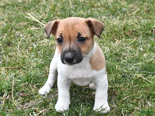 Jack Russell Terrier dogs for sale: Oreo - Ad 2