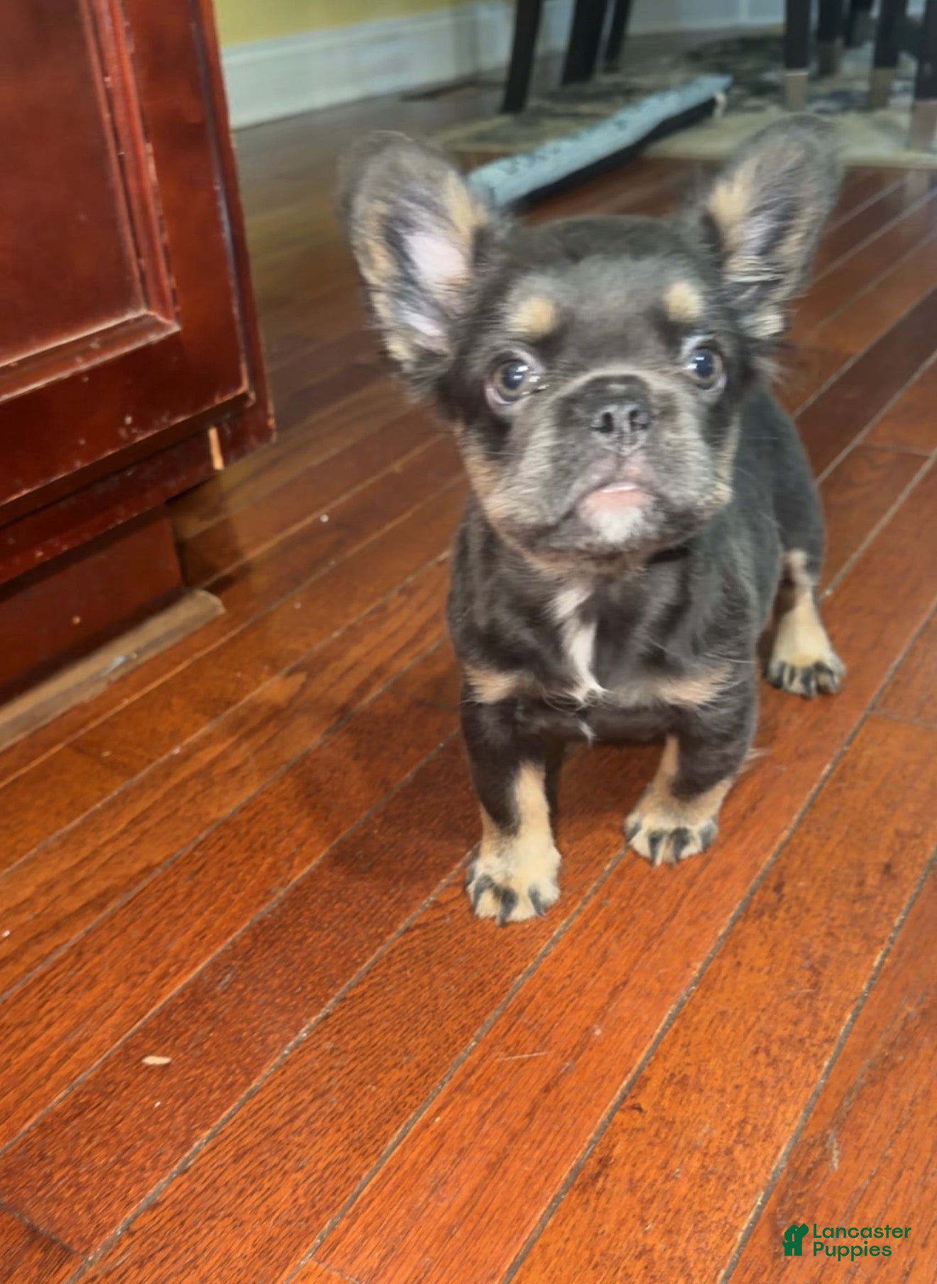 French Bulldog dogs French Bulldog 2 - Ad 2