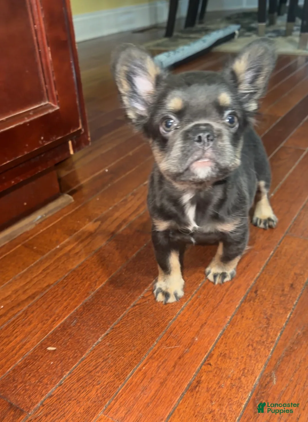 French Bulldog dogs for sale: French Bulldog 2 - Ad 2