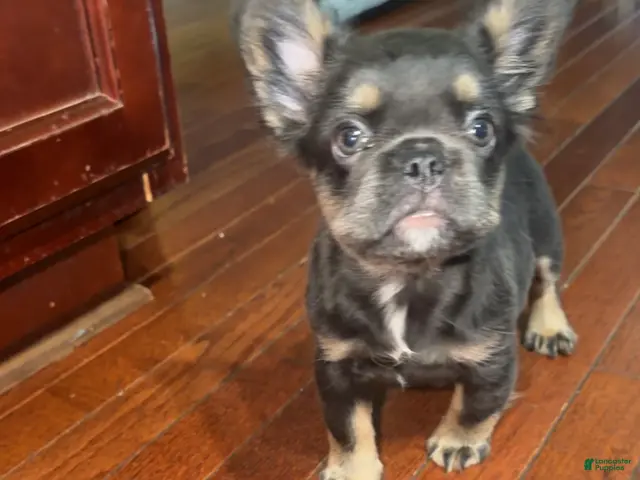 French Bulldog dogs French Bulldog 2 - Ad 2
