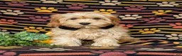 Cockapoo dogs for sale: Bryant 9 lbs Full Grown - Ad 5