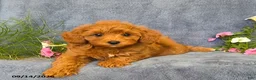 Cavapoo dogs for sale: Tucker - Ad 6