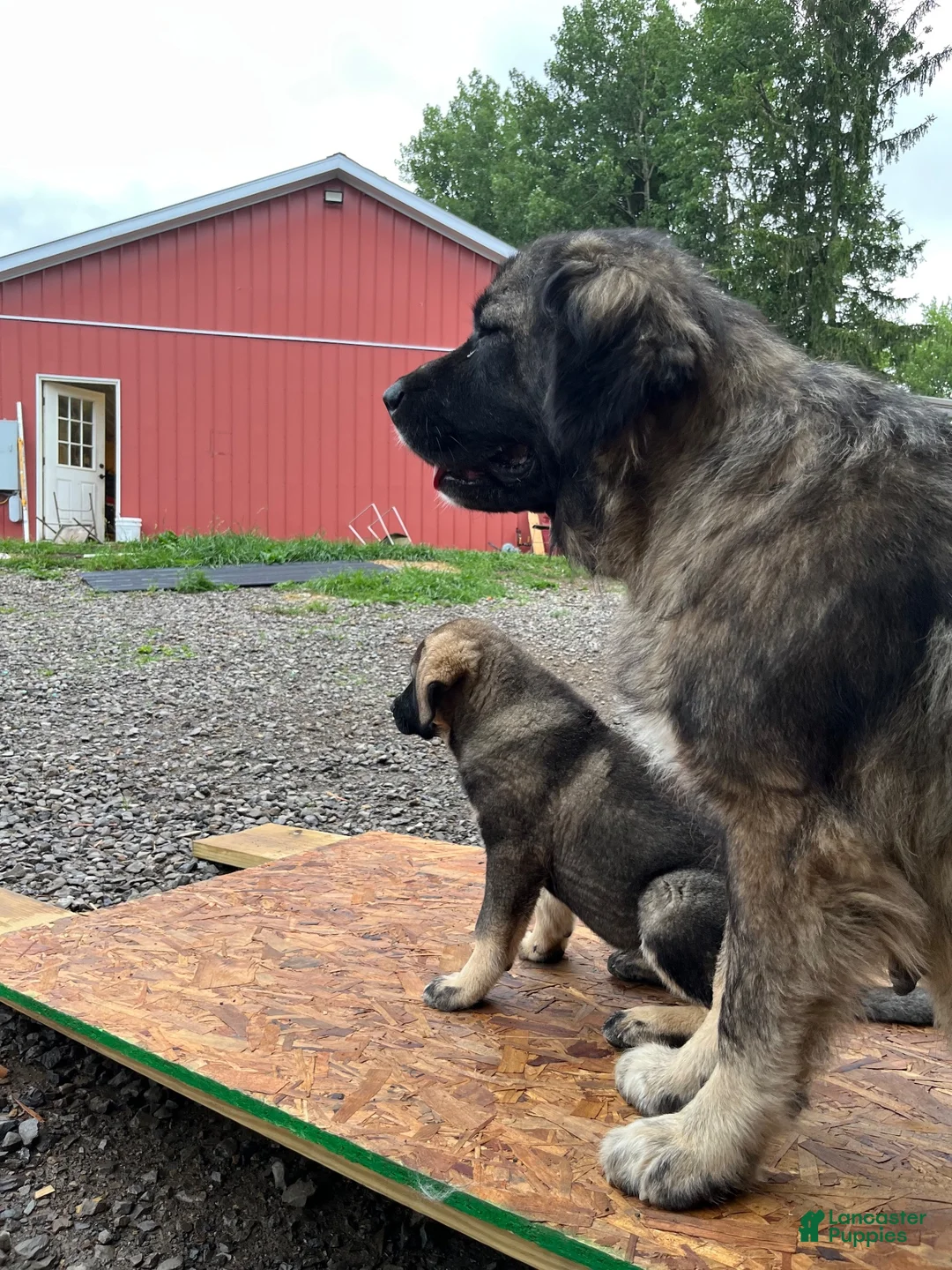Mixed Breed dogs for sale: Bandit - Ad 3