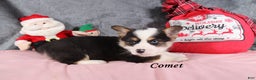 Welsh Corgi Pembroke dogs for sale: Comet - Ad 2