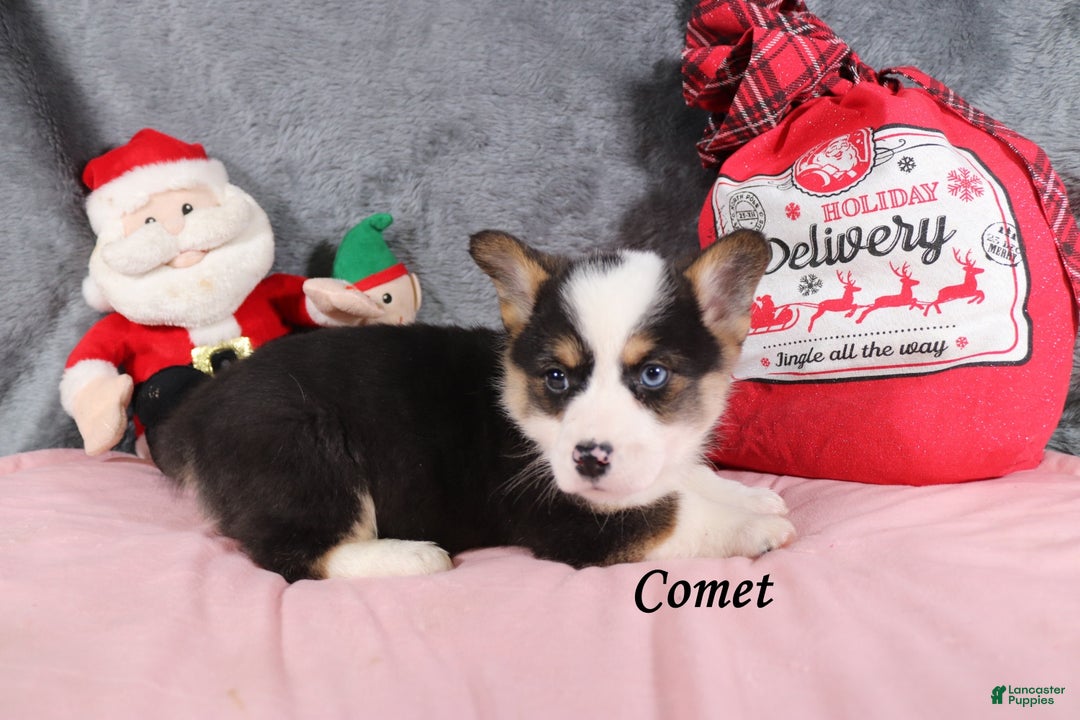 Welsh Corgi Pembroke dogs for sale: Comet - Ad 2