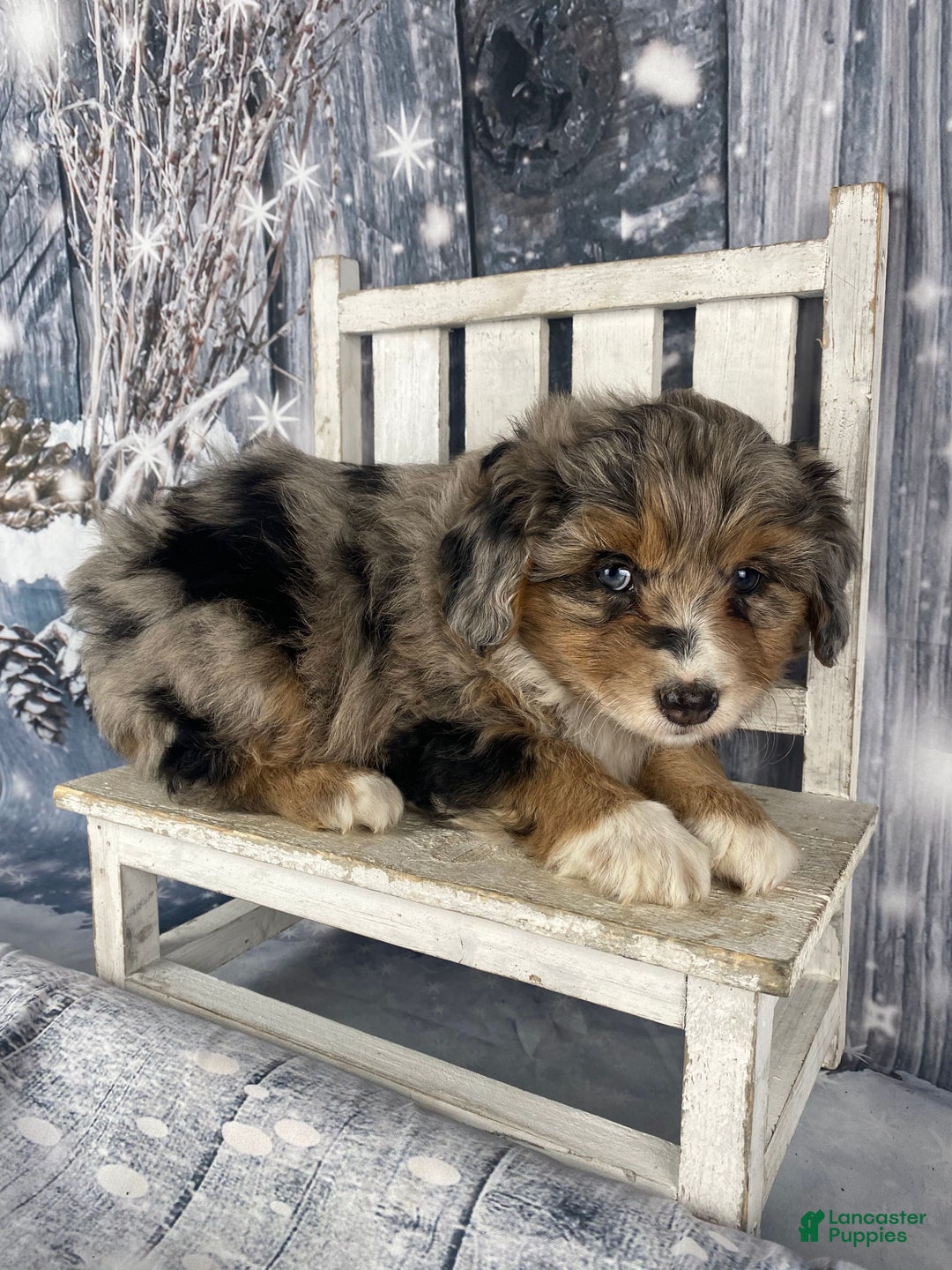 Aussiedoodle dogs for sale: Paisley - Ad 14