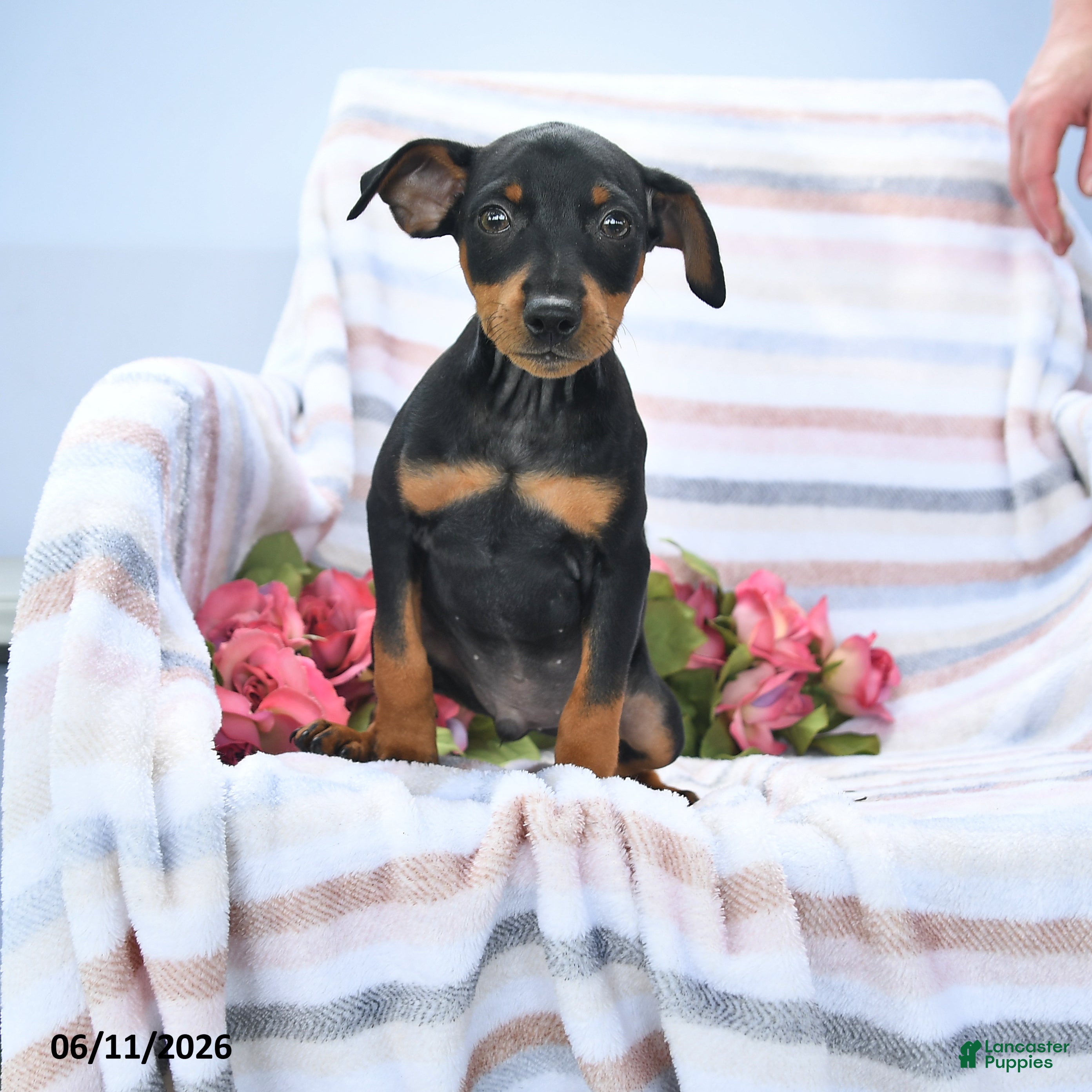 Miniature Pinscher dogs Casper - Ad 2