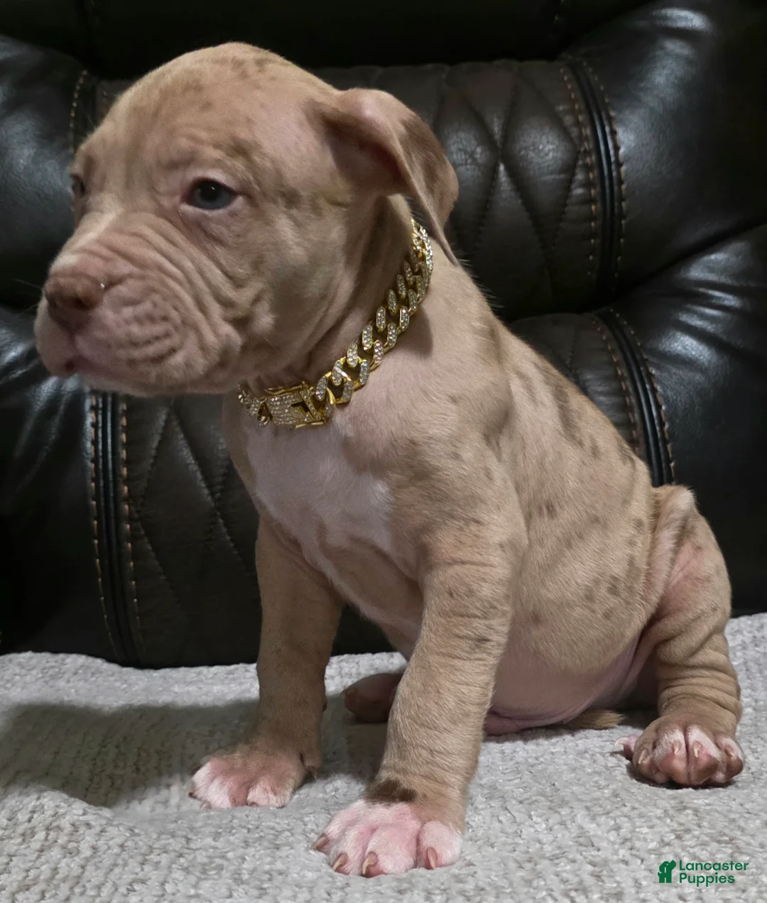 American Pit Bull Terrier dogs for sale: BALBOA  - Ad 3