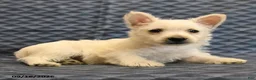 West Highland Terrier dogs for sale: Nancy - Ad 3