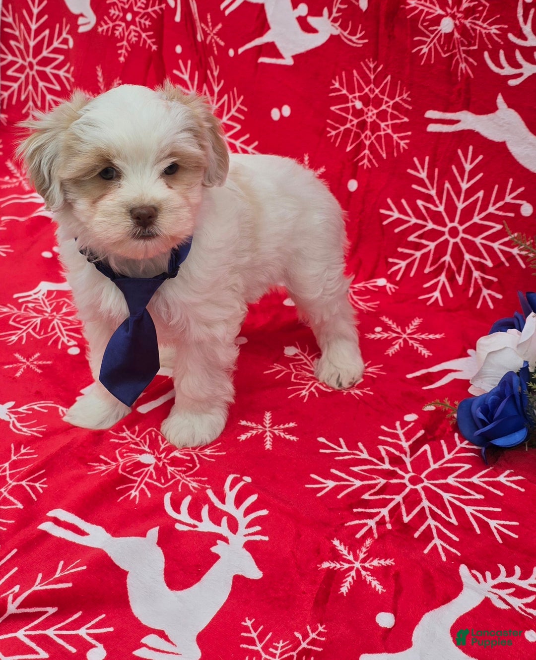 Mixed Breed dogs for sale: Creek - Ad 13