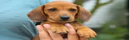 Miniature Dachshund dogs for sale: Scooter 🐾 - Ad 5