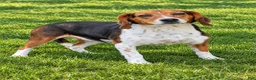 Beagle dogs for sale: Ollie Belle - Ad 21
