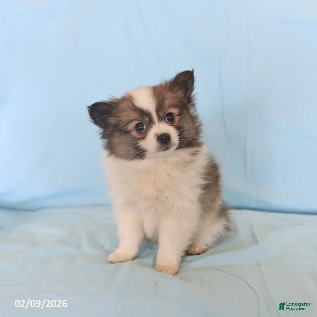 Pomeranian dogs for sale: Lucy - Ad 2