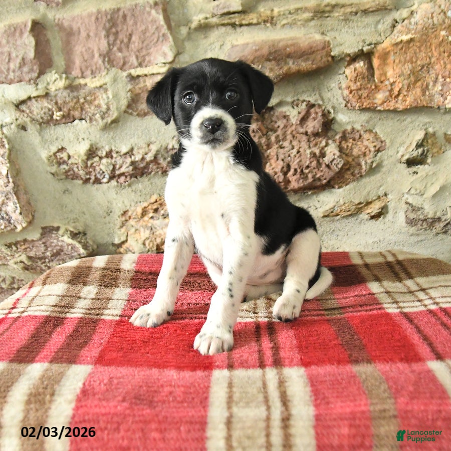 Mixed Breed dogs Tasha - Ad 21