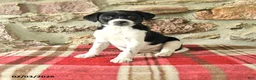 Mixed Breed dogs for sale: Tasha - Ad 1